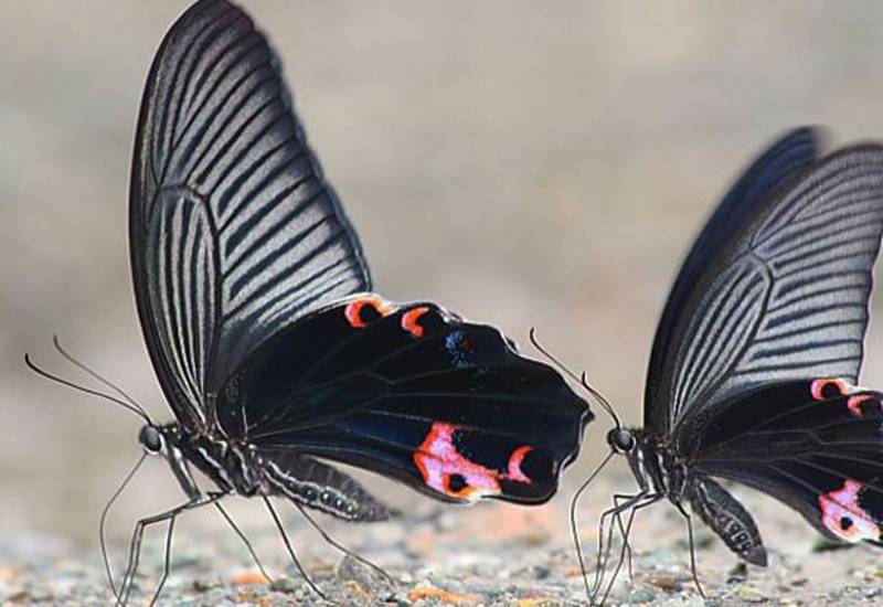 <small>Animals</small>