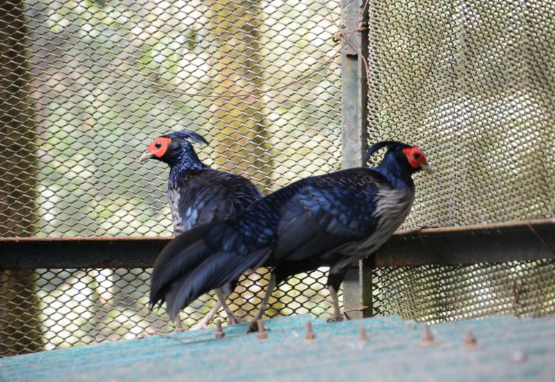 <small>Animals</small>
