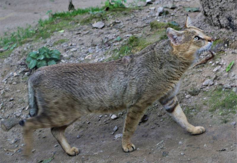 <small>Animals</small>
