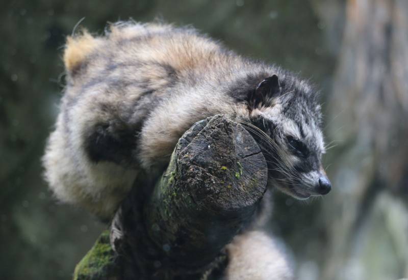<small>Animals</small>