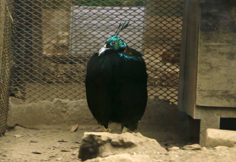 <small>Animals</small>