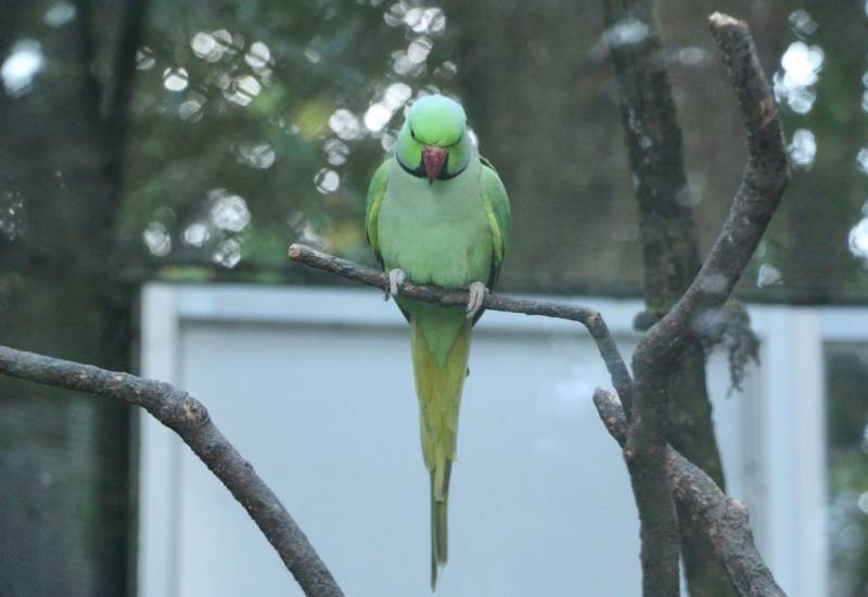 <small>Animals</small>