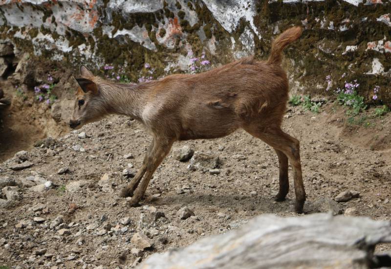 <small>Animals</small>