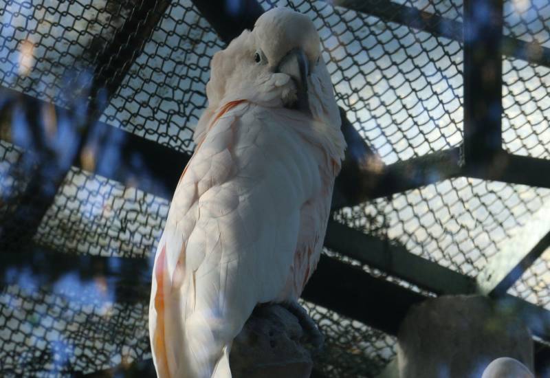 <small>Animals</small>