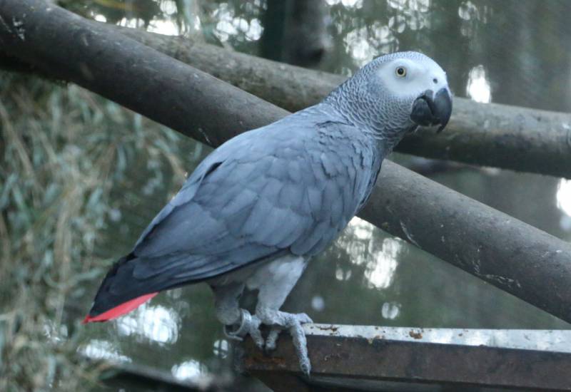 <small>Animals</small>