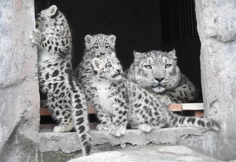 <small>Animals</small>