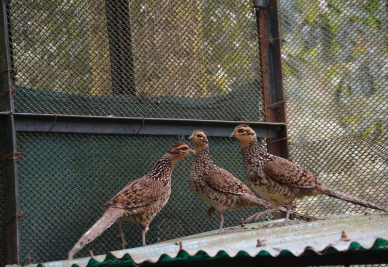 <small>Animals</small>