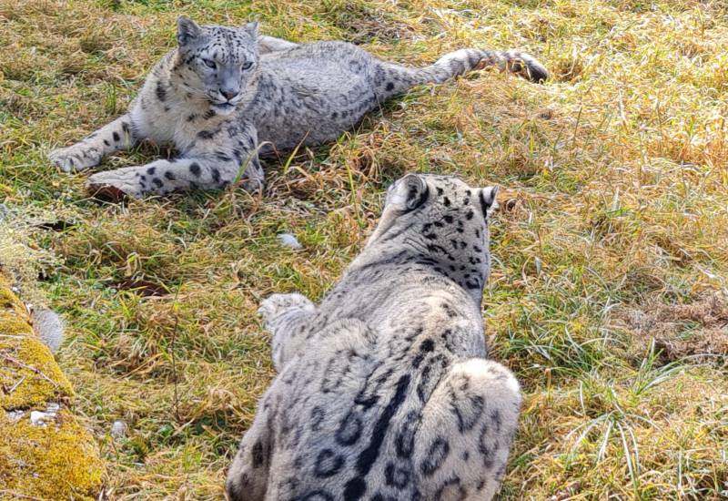 <small>Animals</small>