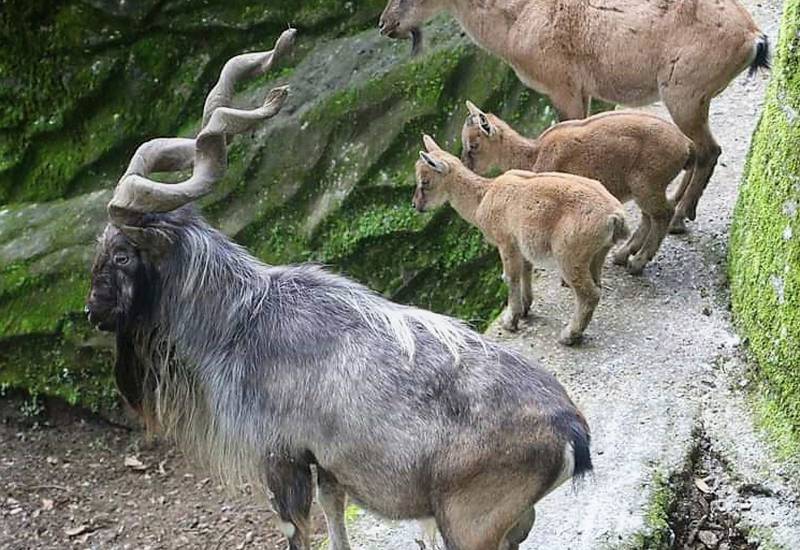 <small>Animals</small>