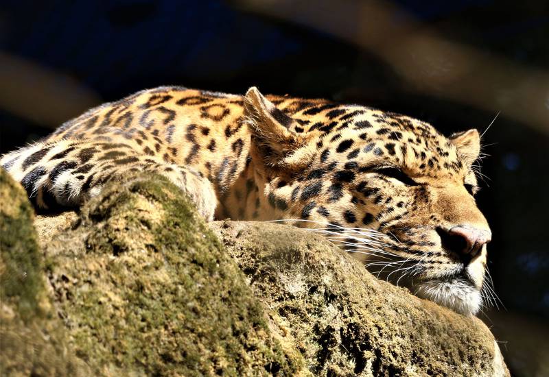 <small>Animals</small>