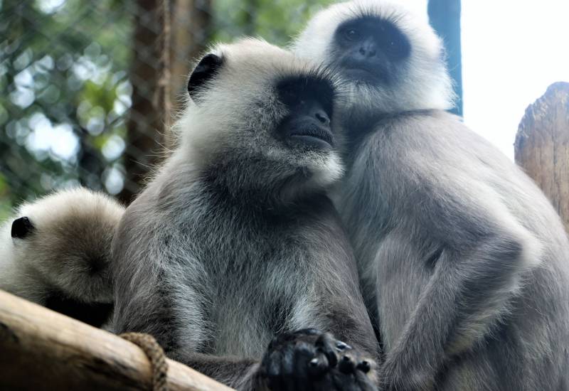 <small>Animals</small>