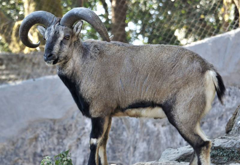 <small>Animals</small>