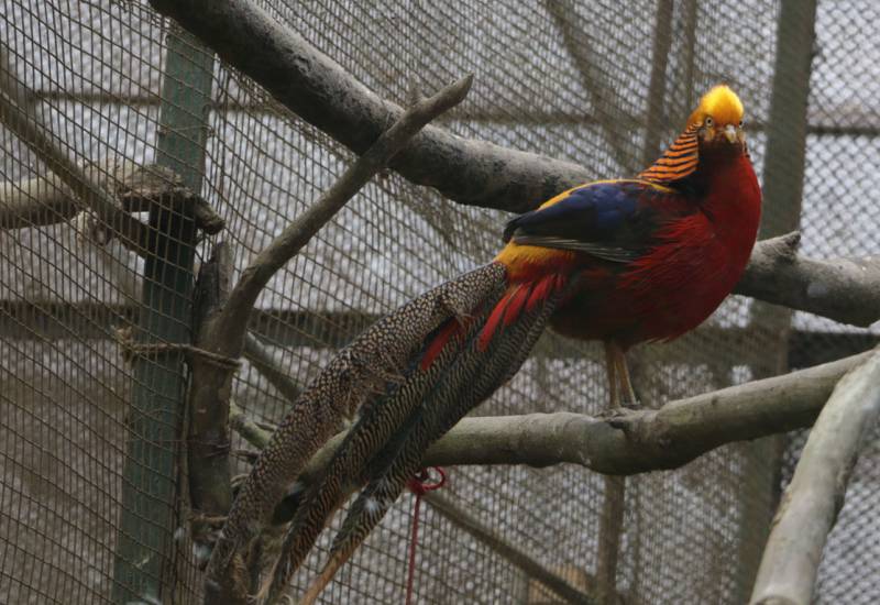 <small>Animals</small>