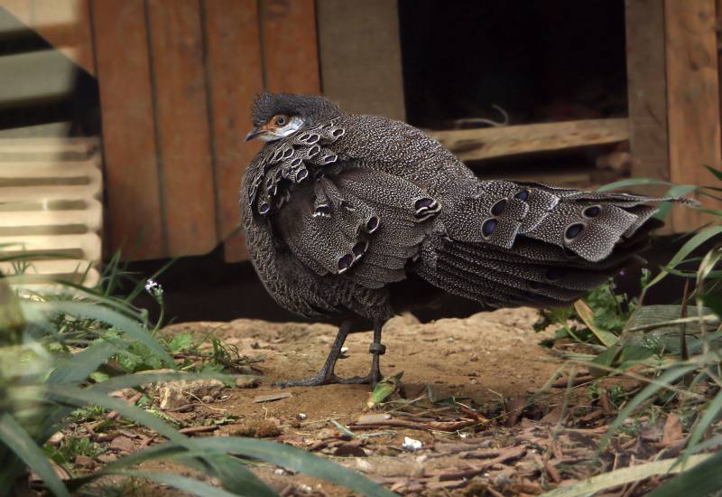 <small>Animals</small>