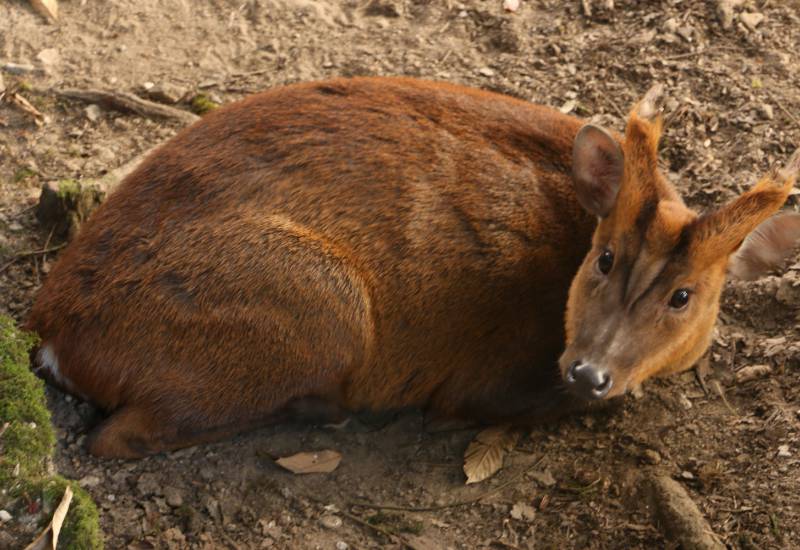 <small>Animals</small>