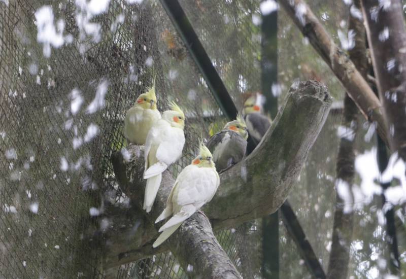 <small>Animals</small>