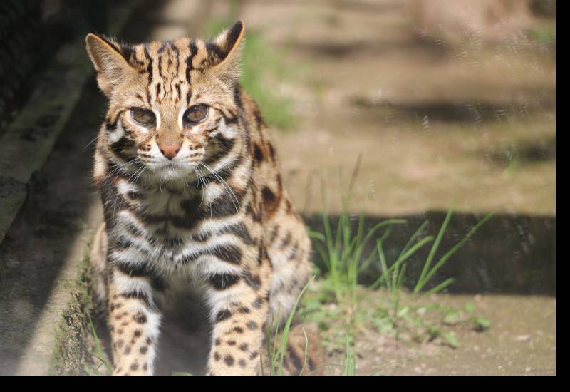 <small>Animals</small>
