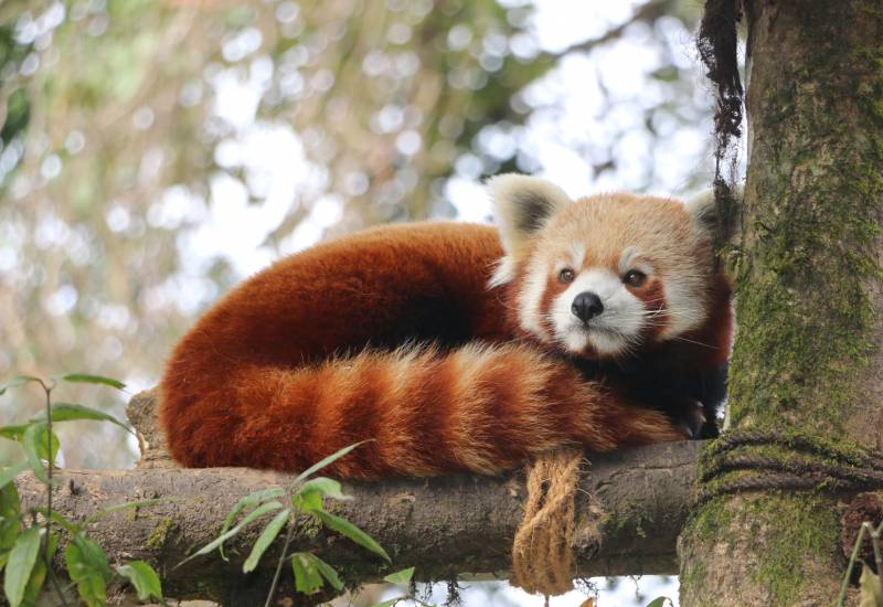 <small>Animals</small>