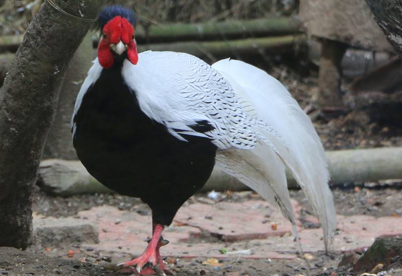 <small>Animals</small>