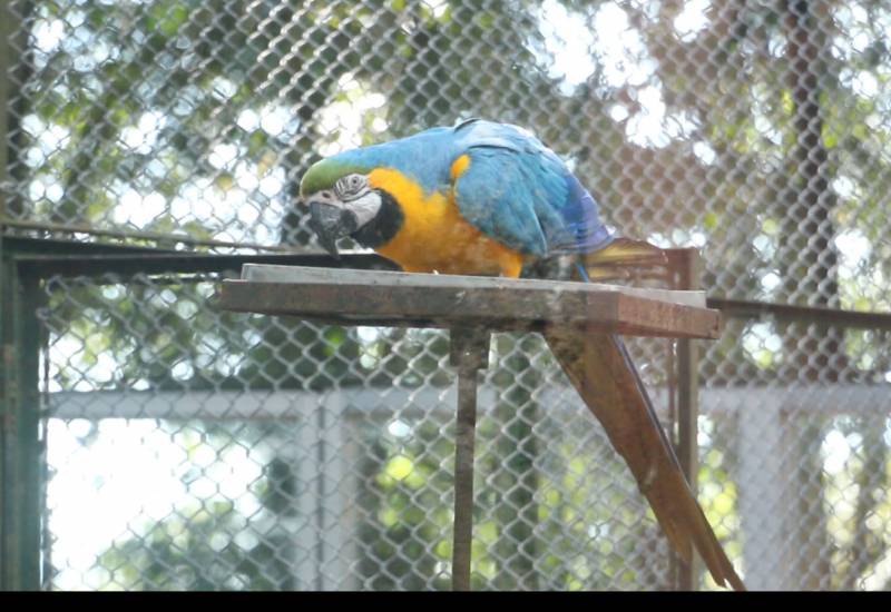 <small>Animals</small>