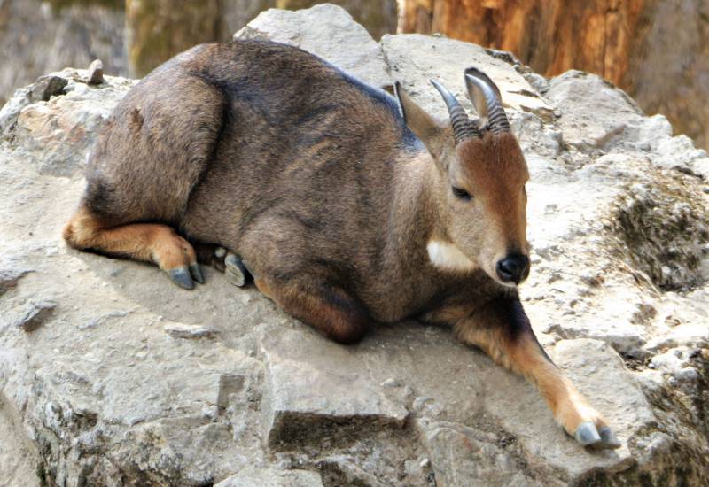 <small>Animals</small>