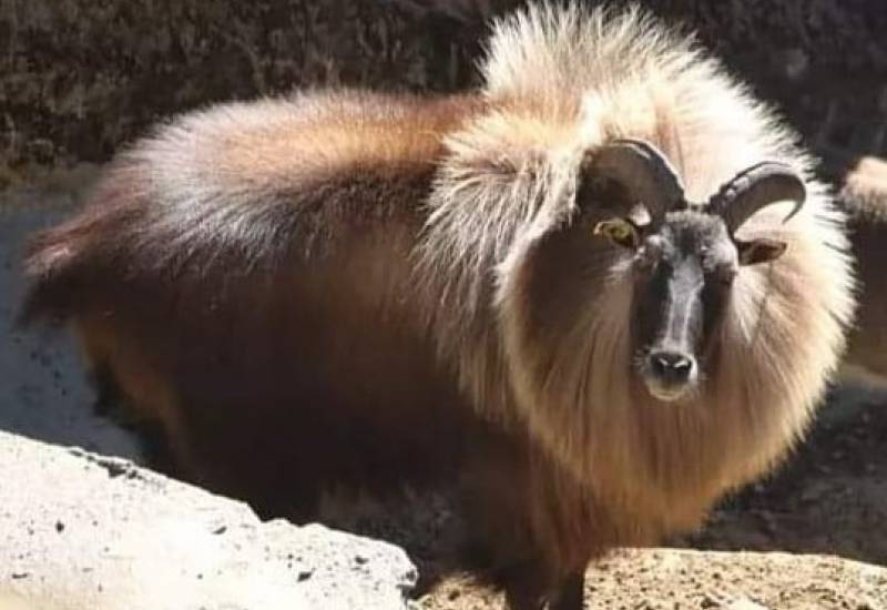 <small>Animals</small>